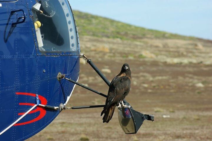 CLOSE-UP OF BIRD PERCHING ON ROCK