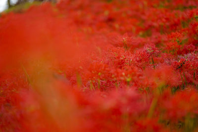 Close-up of red flowering plant