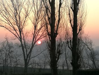 Silhouette of bare trees at sunset