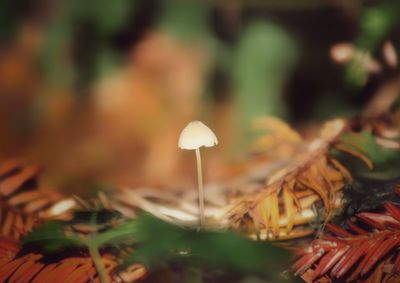 Close-up of mushrooms growing outdoors