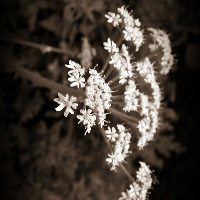 flower, freshness, fragility, petal, growth, beauty in nature, white color, close-up, flower head, focus on foreground, nature, blooming, blossom, in bloom, selective focus, plant, pollen, springtime, stamen, outdoors