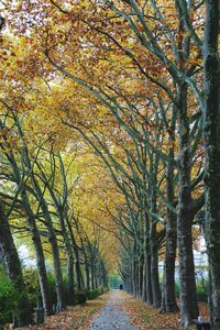 Road passing through forest