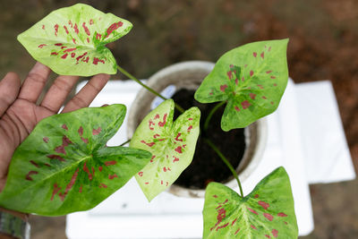 Close-up of hand holding leaf