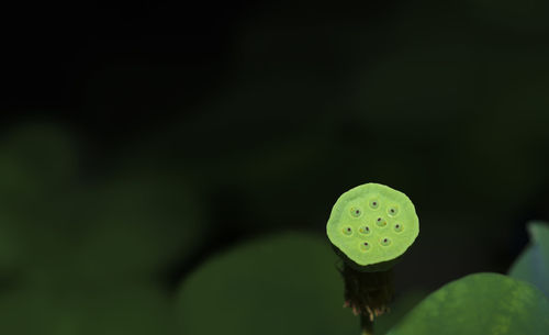 Close-up of fresh green plant