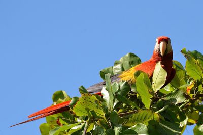 Low angle view of parrot perching on tree against clear blue sky