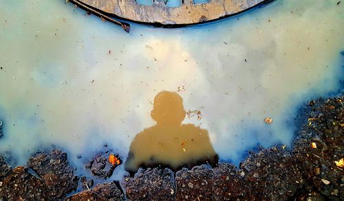 Reflection of trees in puddle