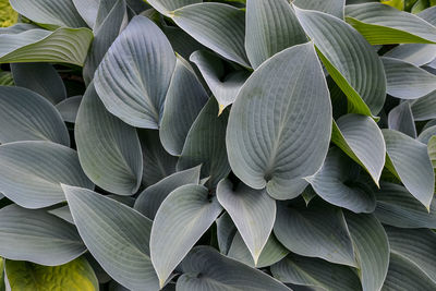 Full frame shot of leaves