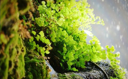 Close-up of fresh green plant