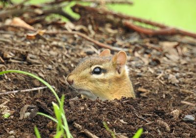 Close-up of chipmunk outdoors