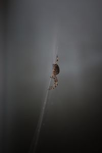 Close-up of spider