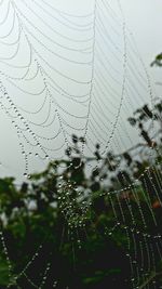 Close-up of water drops on leaf