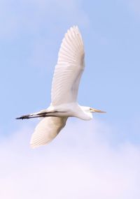 Low angle view of a bird flying