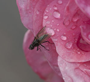 Close-up of insect on pink flower