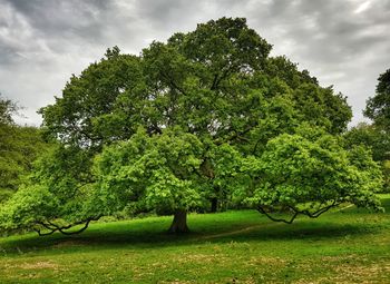 Trees growing on field against sky