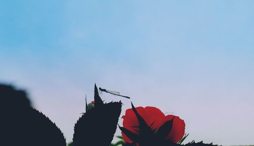 Low angle view of red flowers blooming against blue sky