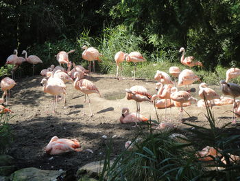 View of birds in lake