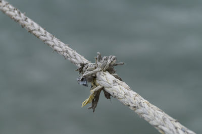 Low angle view of dead tree