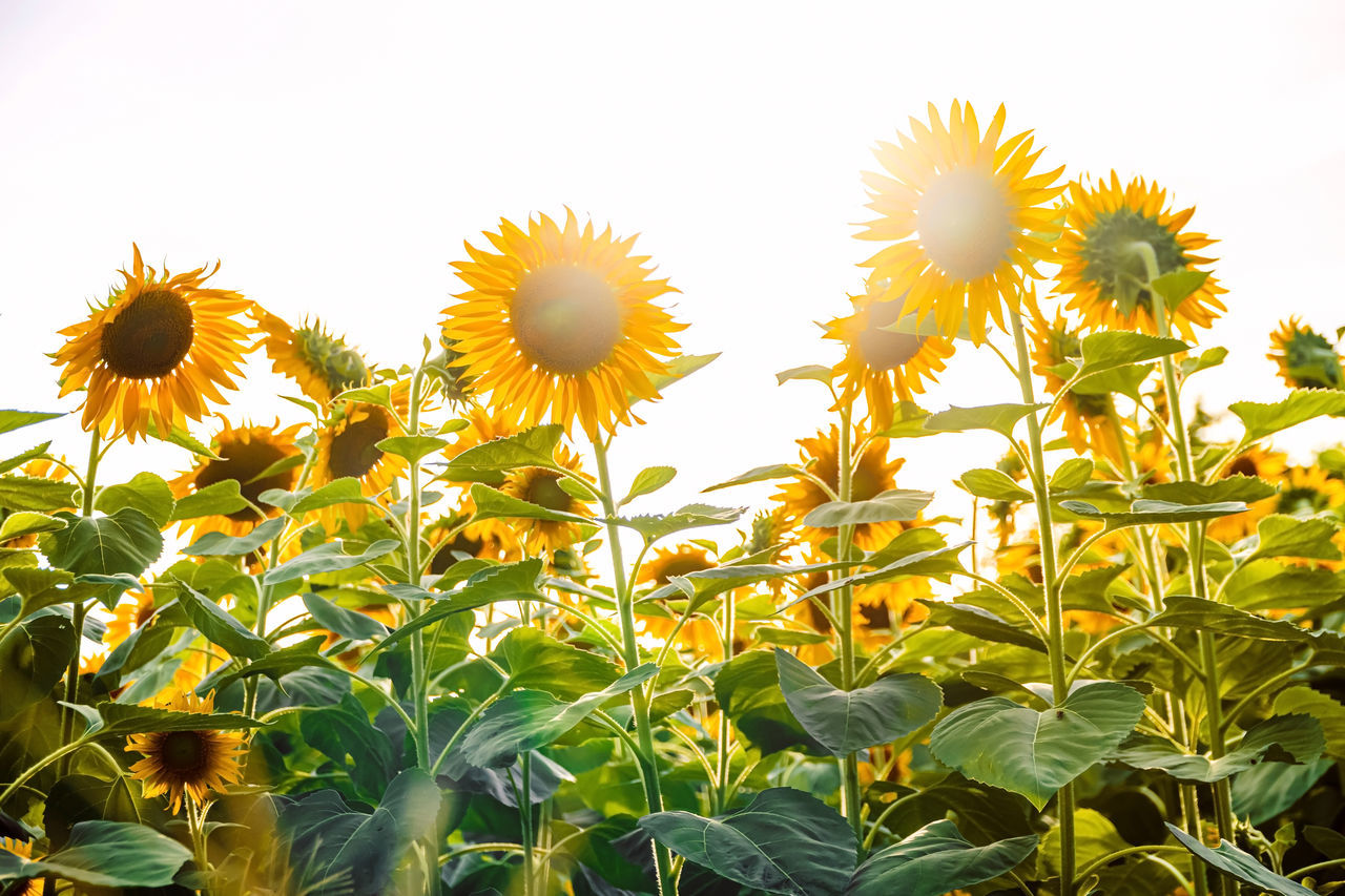 CLOSE-UP OF SUNFLOWERS ON FLOWERING PLANTS