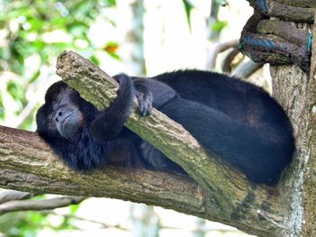 Ape sleeping on a branch