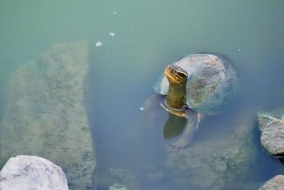 High angle view of turtle swimming in sea