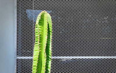 Close-up of green leaf on metal fence