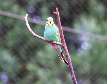 Close-up of bird perching on branch