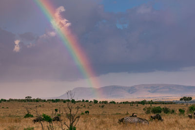 Scenic view of a rainbow over landscape against sky