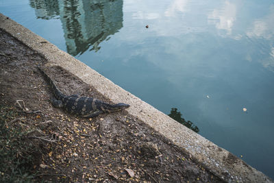 High angle view of turtle swimming in lake