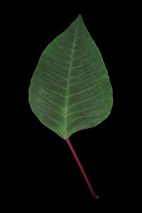 Close-up of euphorbia pulcherrima leaf against black background