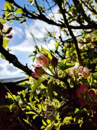 Close-up of blooming tree