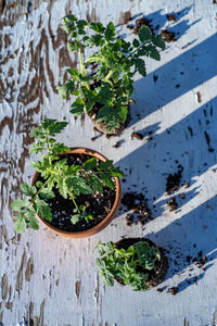 High angle view of plants in bowl on table