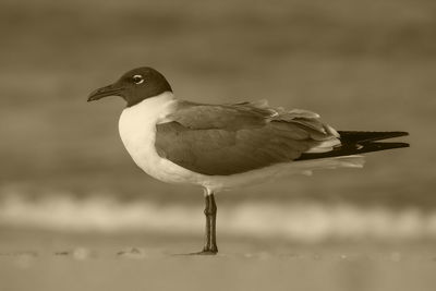 Close-up of seagull looking away