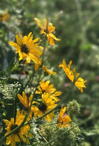 Close-up of yellow flowers blooming outdoors