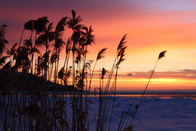 Silhouette plants by lake against sky during sunset