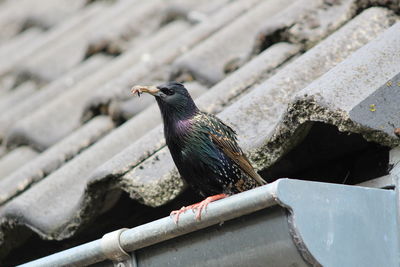 Close-up of bird perching on wood