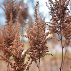 Close-up of wilted plant