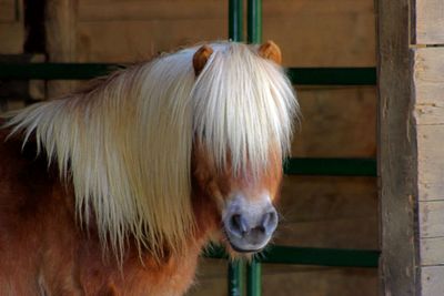 Close-up of horse standing in pen