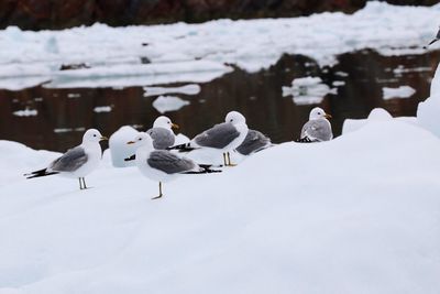 Birds perching on frozen water