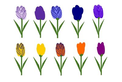 Multi colored tulips against white background