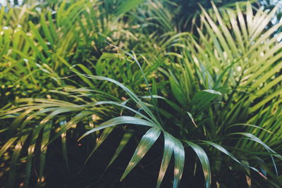 Close-up of fresh green grass