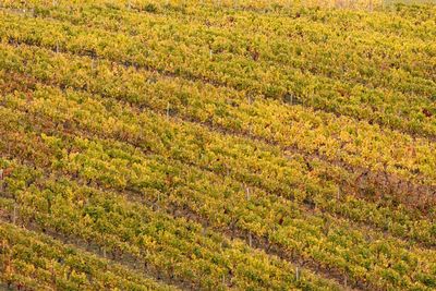 Full frame shot of agricultural field