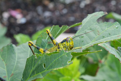 Close-up of insect on plant