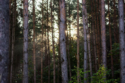 Pine trees in forest