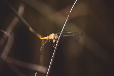 Close-up of dragonfly on twig