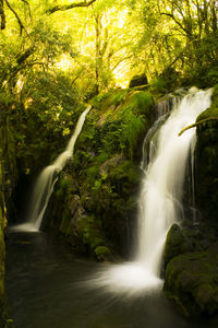 Scenic view of waterfall in forest