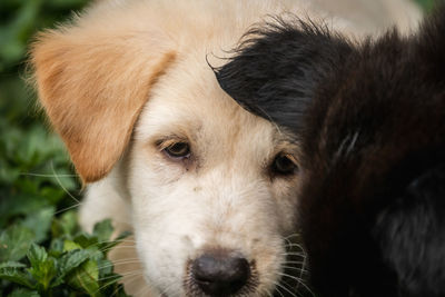 Close-up portrait of dog