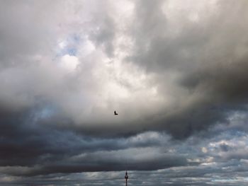 Low angle view of bird flying over sea