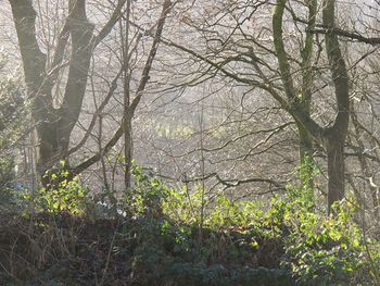 Close-up of tree in forest