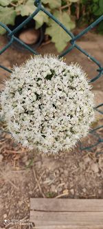 Close-up of white flowering plants on field