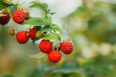 Close-up of strawberries on tree